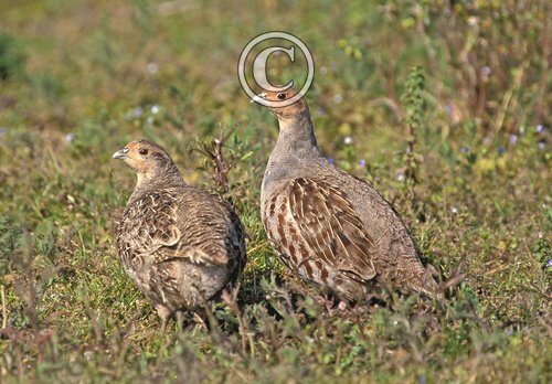 Grey Partridge Pair DM0477
